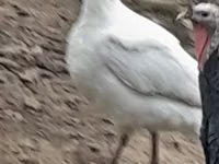 Blanca de pechuga ancha — foto 6