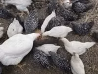 Chickens — Foto 2