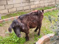 Goat, Goats — photo 7