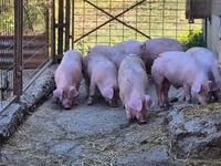 Eber, Schweine — Foto 3