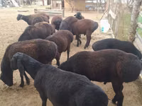 Ram, Sheep — photo 1