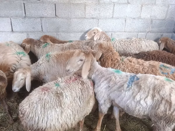 Oveja, Arashan sheep
