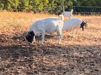 Ziege, Boer goat — Foto 7