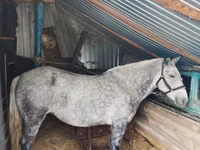 Stute, Ukrainian Riding Horse — Foto 1