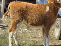 Bulle, Simmental cattle — Foto 5