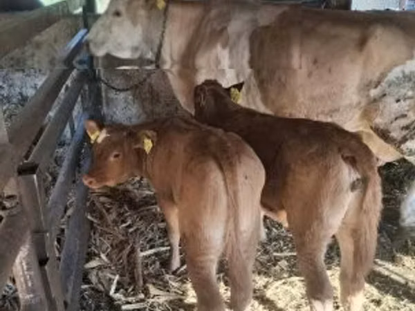 Bulle, Limousin-Kuh