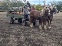 Caballo, Caballos — foto 6
