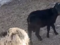 Billy Goat, Goats — photo 1