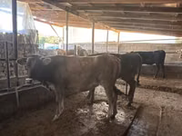 بقرة, Swiss cattle — الصورة 7