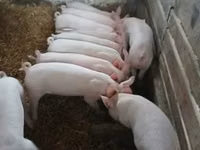 Schweine (Partie, Geschlecht nicht angegeben) — Foto 1