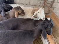 Ram, Sheep — photo 3