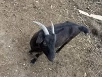 Goats (batch, sex not specified), Goats — photo 2
