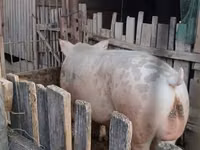 Boar, Pigs — photo 1