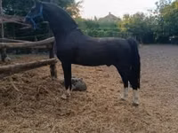 حصان, Dutch warmblood horse — الصورة 4
