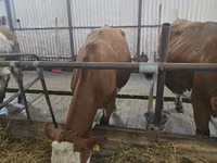 Cow, Simmental cattle — photo 1