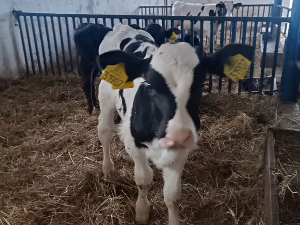 ثور, Russian Black pied cattle