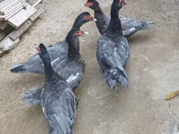 pato criollo doméstico — foto 5