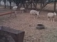 Carnero, Cerry Hill sheep — foto 5