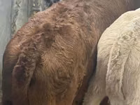Cattle (batch, sex not specified), Simmental cattle — photo 2