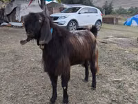 बकरा, बकरियाँ — फ़ोटो 3