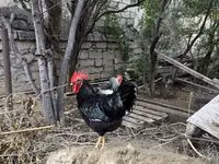 Chickens — foto 2