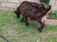 Goat, Goats — photo 6