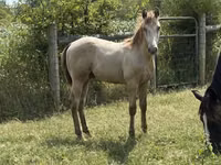 Hengst, Kentucky mountain daddle horse — Foto 6