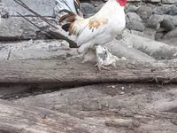Chickens — photo 5