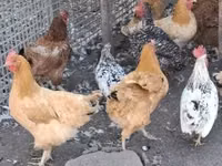 Chickens — photo 2