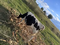 Cow, Cast cow — photo 4