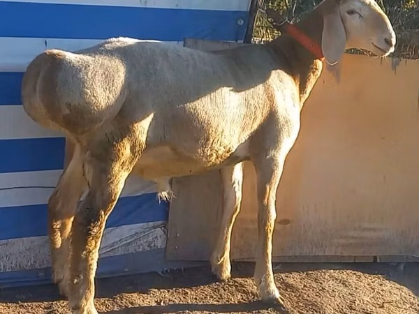 Ram, Arashan sheep
