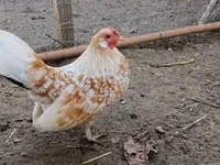 gallina danesa — foto 1