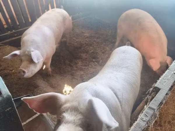 Schweine (Partie, Geschlecht nicht angegeben), 