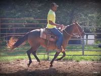 घोड़ी, Standardbred — फ़ोटो 8