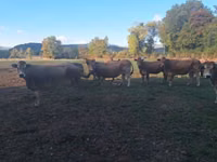 गाय, Partenaise cattle — फ़ोटो 3