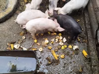Eber, Schweine — Foto 2