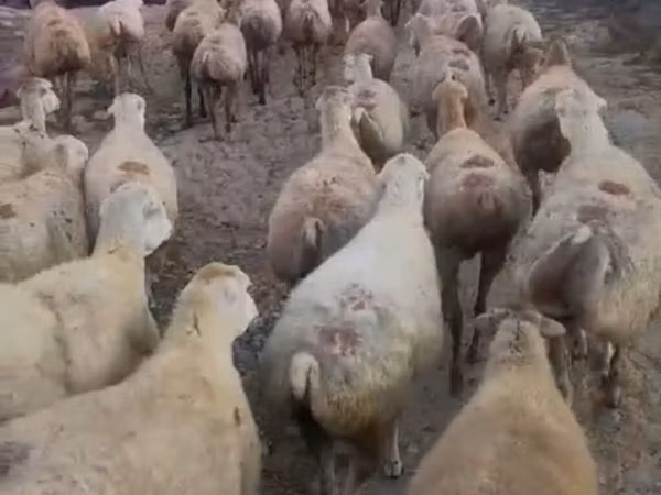 Schaf, Daglıс sheep