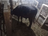 Cow, Simmental cattle — photo 7