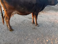 Cow, Simmental cattle — photo 3