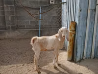 Goat, Kamori goats — photo 4