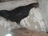 Ayam Cemani — photo 4