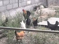 Chickens — 照片 8