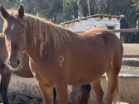 Stute, Arabian horse — Foto 8