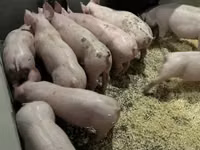 خنازير (دفعة، الجنس غير محدد) — الصورة 6