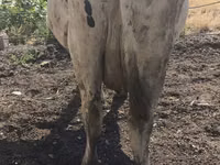 Kuh, Russian Black pied cattle — Foto 6