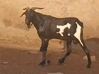 Goats (batch, sex not specified), Goats — photo 2