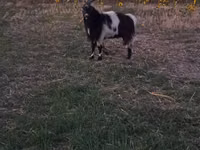 Billy Goat, Goats — photo 3