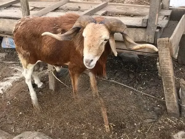 Ram, Sheep