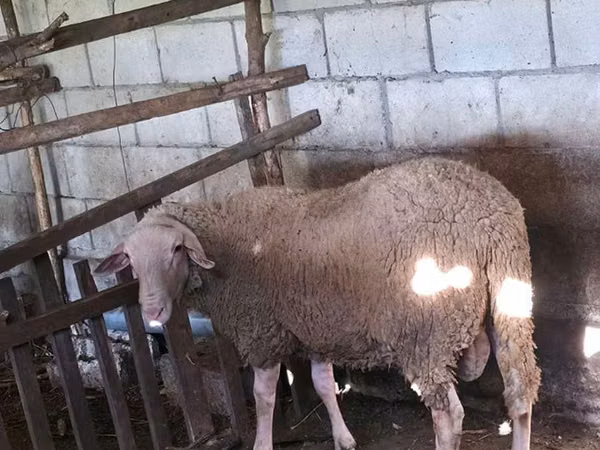 كبش, Lacaune sheep
