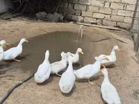 ईस्ट इंडी — फ़ोटो 8